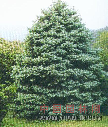 藍粉云杉