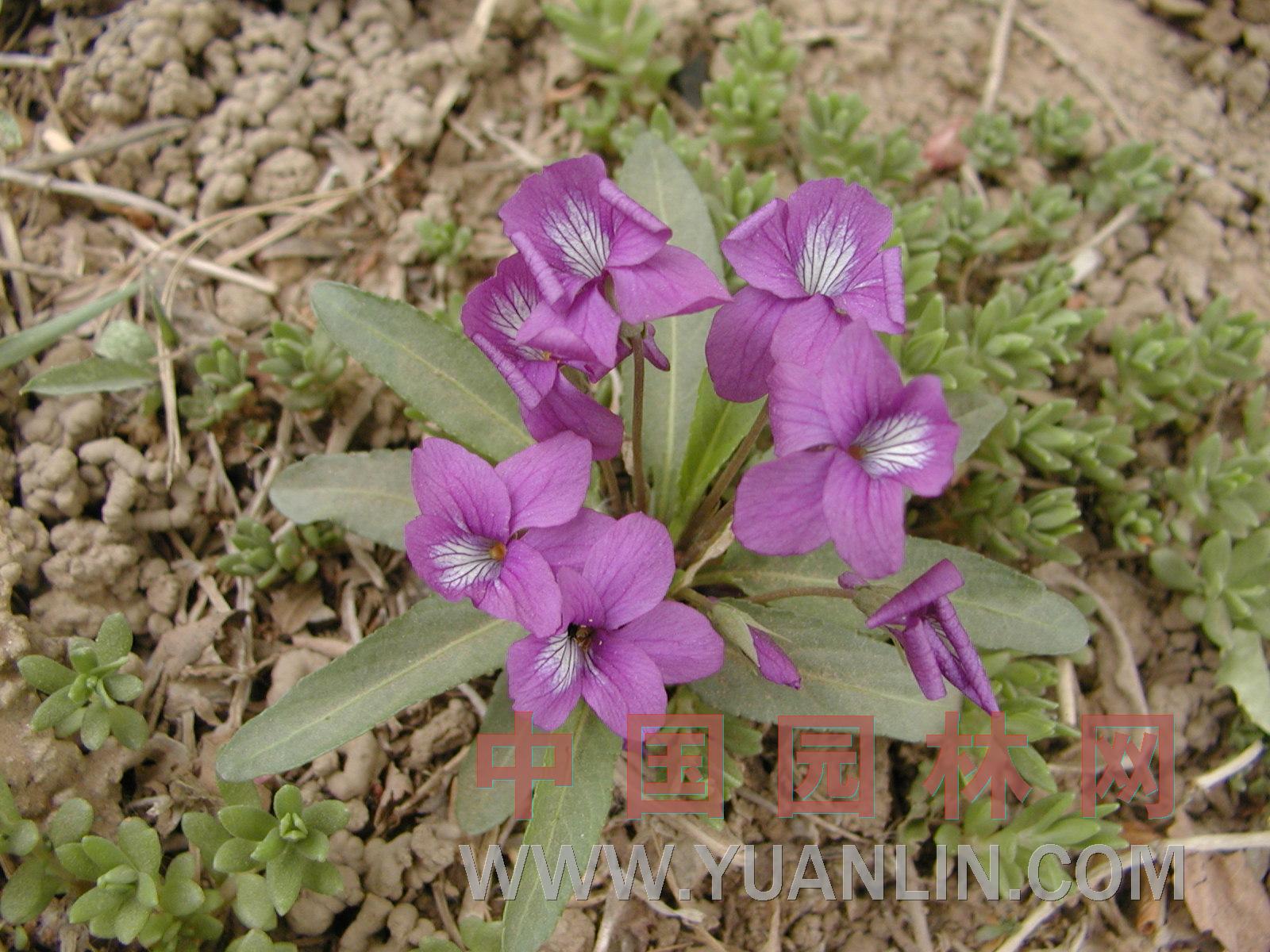 紫花地丁 二月蘭、山茄子