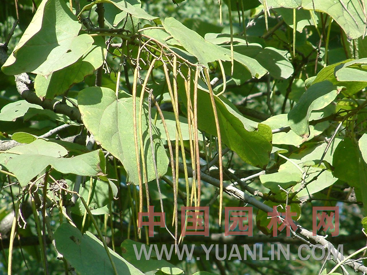 梓樹 黃花楸、木角豆、木葉梧桐