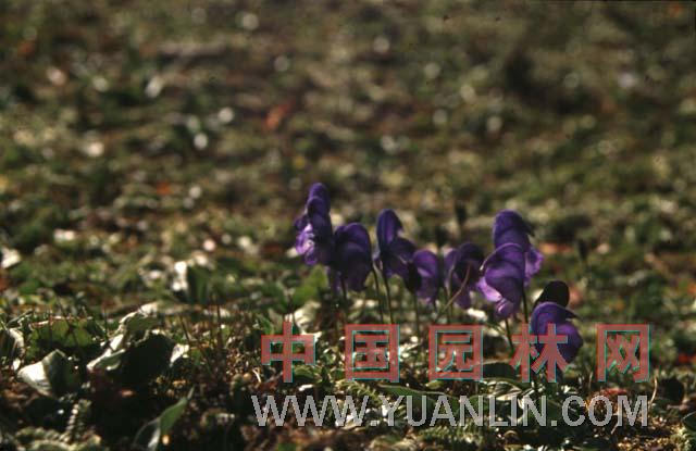 烏頭 草烏、烏藥、鹽烏頭、紫花烏頭、川烏頭、附子