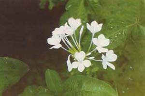 藍(lán)雪花 藍(lán)茉莉，藍(lán)花丹，六倍