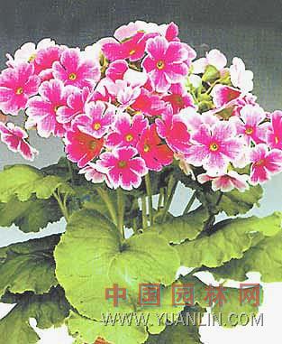 歐洲報春花 歐洲櫻草、德國報春、西洋櫻草