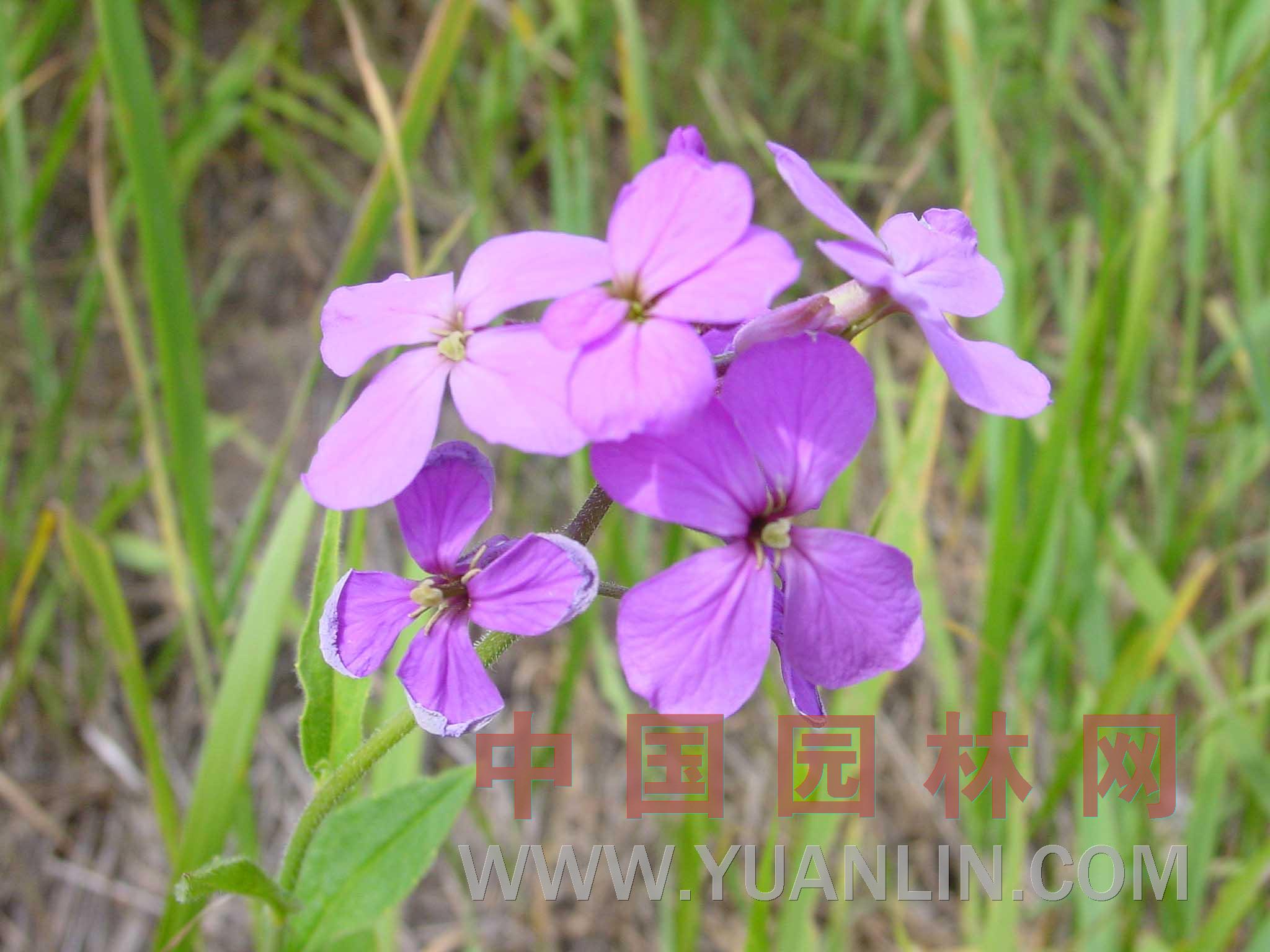 藍(lán)香芥 