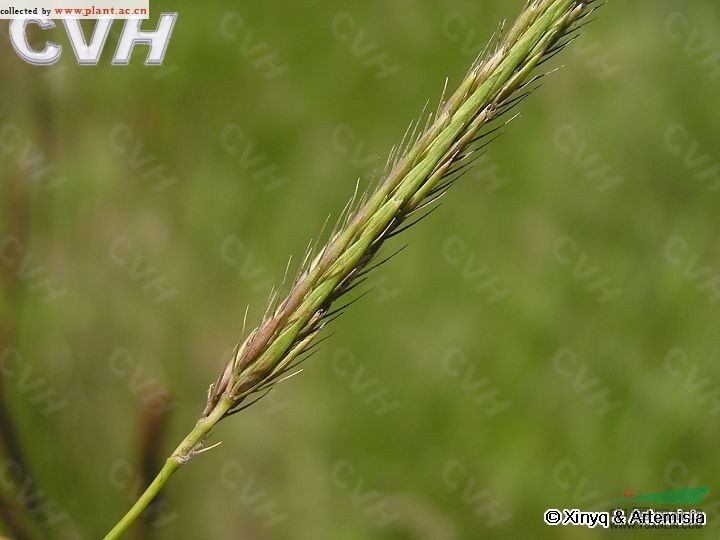 短芒大麥草