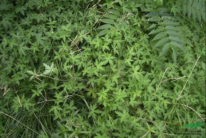 鼠掌老鸛草