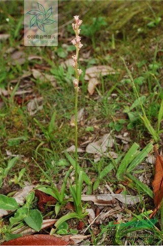 穗花粉條兒菜