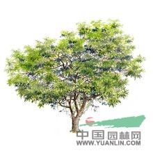 對(duì)葉榕