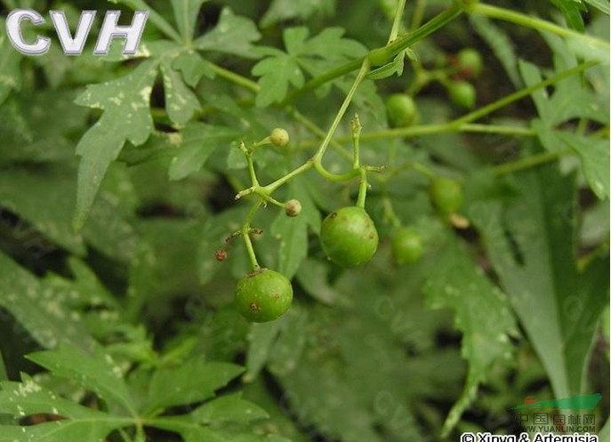 烏頭葉蛇葡萄 草葡萄、草白蘞