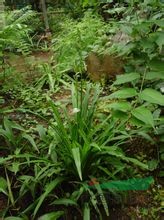 小鷺鷥草