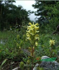 波齒馬先蒿(原亞種)