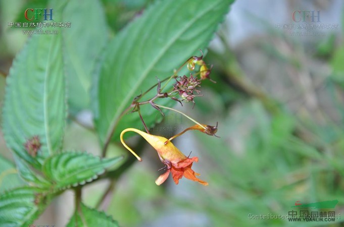 瀾滄鳳仙花 