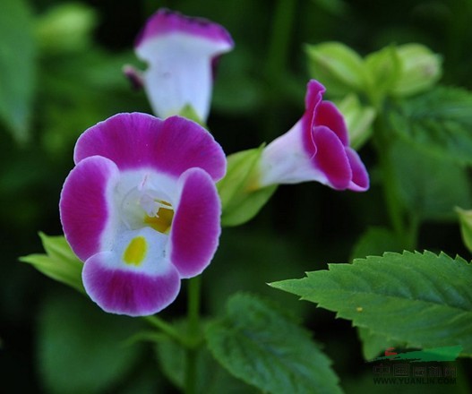 藍(lán)豬耳 蝴蝶花、蚌殼草、散膽草、老蛇藥、倒膽草、單色翼萼