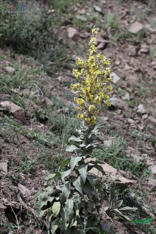 準(zhǔn)噶爾毛蕊花 