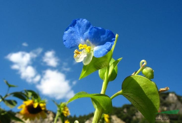 鴨跖草 竹葉菜、蘭花竹葉