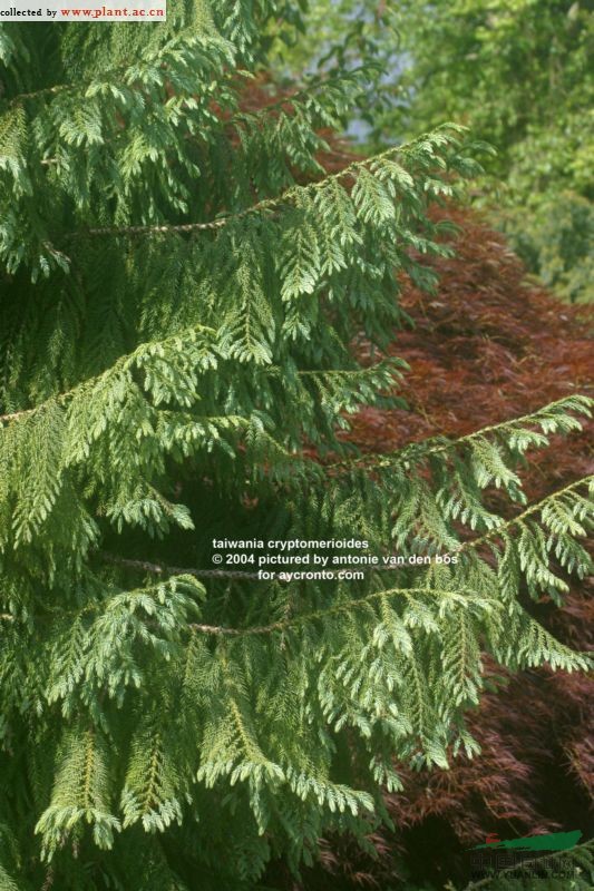 臺灣杉 臺灣松(中國裸子植物志)，臺杉(中國高等植物圖鑒)