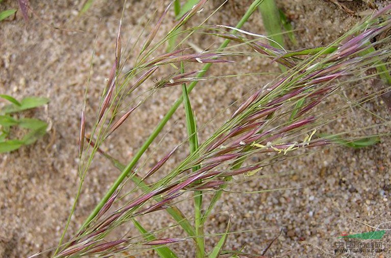 長舌針茅