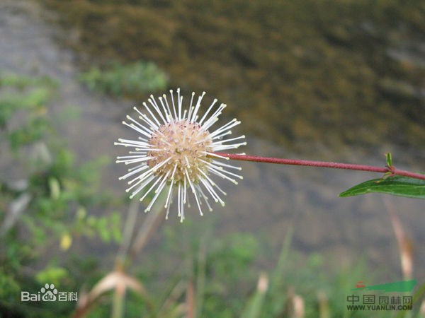 水團花