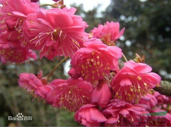 福建山櫻花