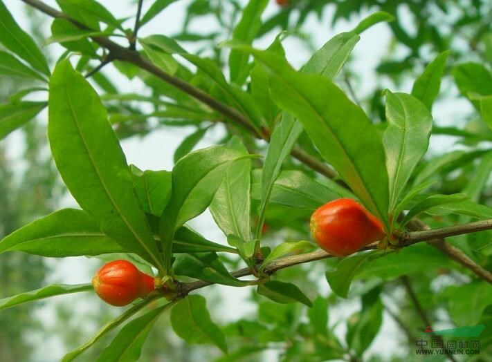 石榴(原栽培變種)